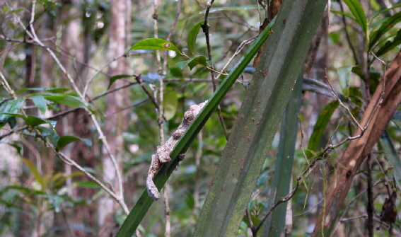 uroplatus-madgaskar mit Zoologin
