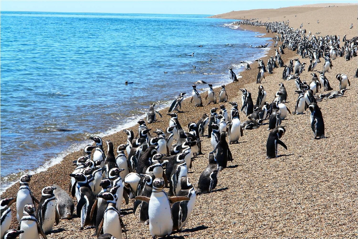 Pinguine in El Pedral