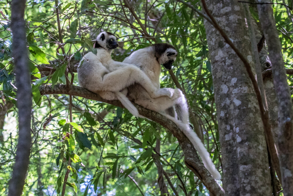 Coquerells Sifaka