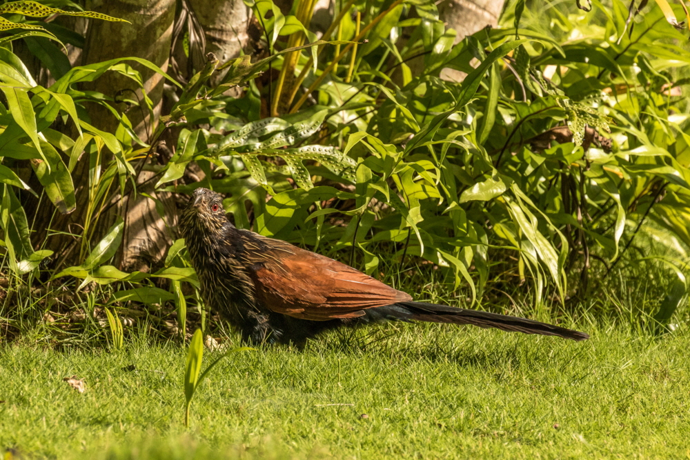 Vogel im Park