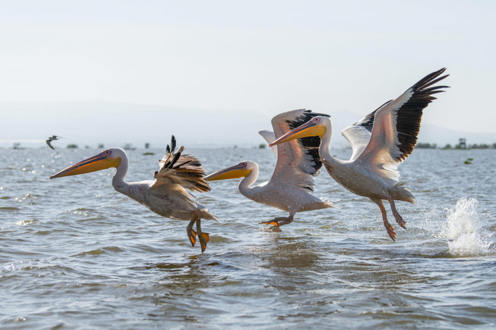 Lake Elmenteita Flamingos Loldia House