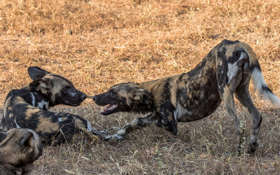 wilddogs-UK-selous