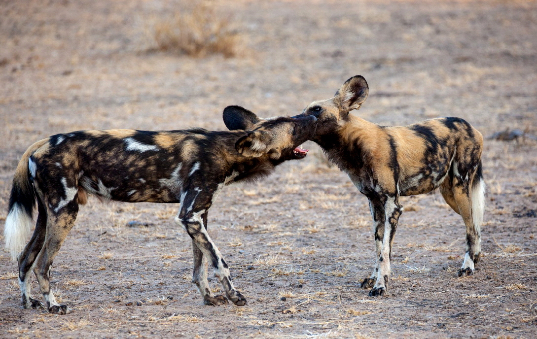 Wildhunde in Selous 