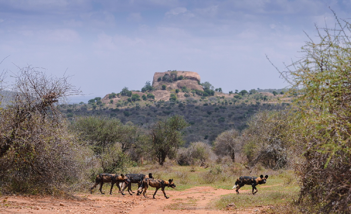 Reitsafari Kenia Hochland Wilddogs