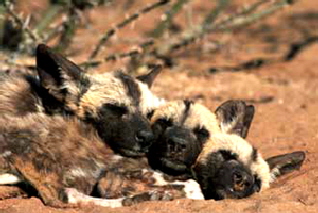 wilddogsbabies-mh