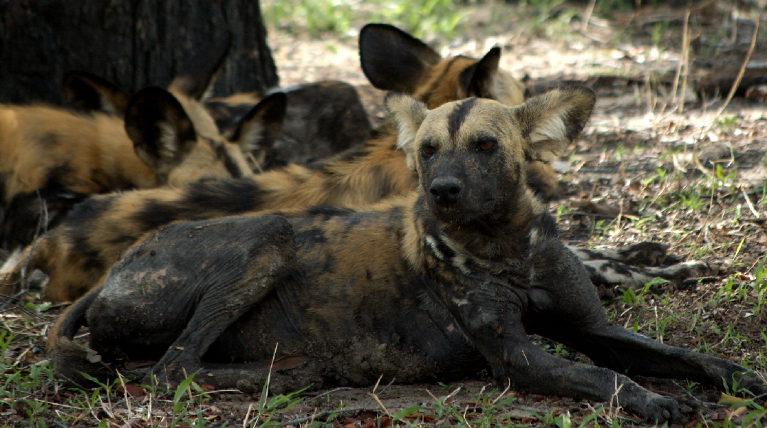 Wildhunde am Camp