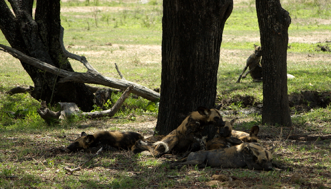 Wilddogs Selous