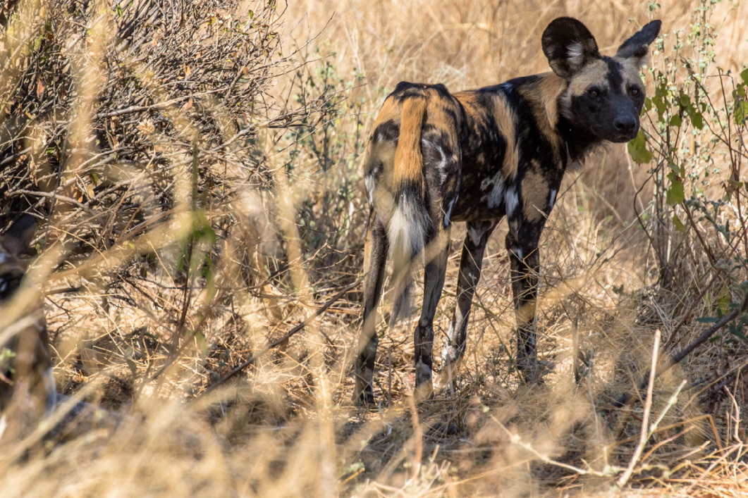 Wildhund-Mutter Ruaha