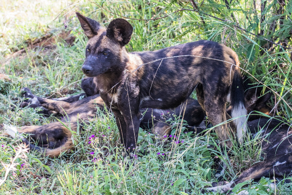 Afrikanische Wildhunde