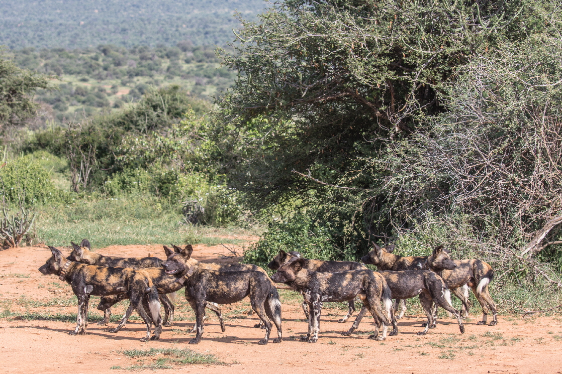 Afrikanische Wildhunde