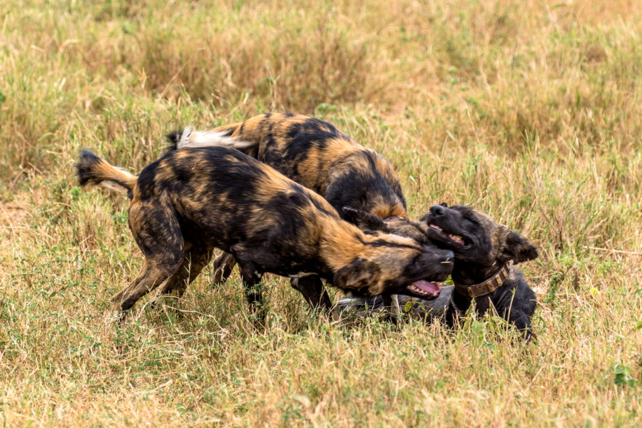 Afrikanische Wildhunde  Lyacon Pictus  beim Begrssen 