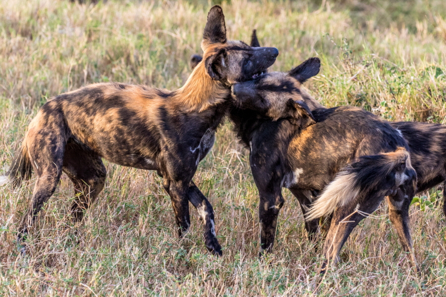 Wild dogs Wildhunde 