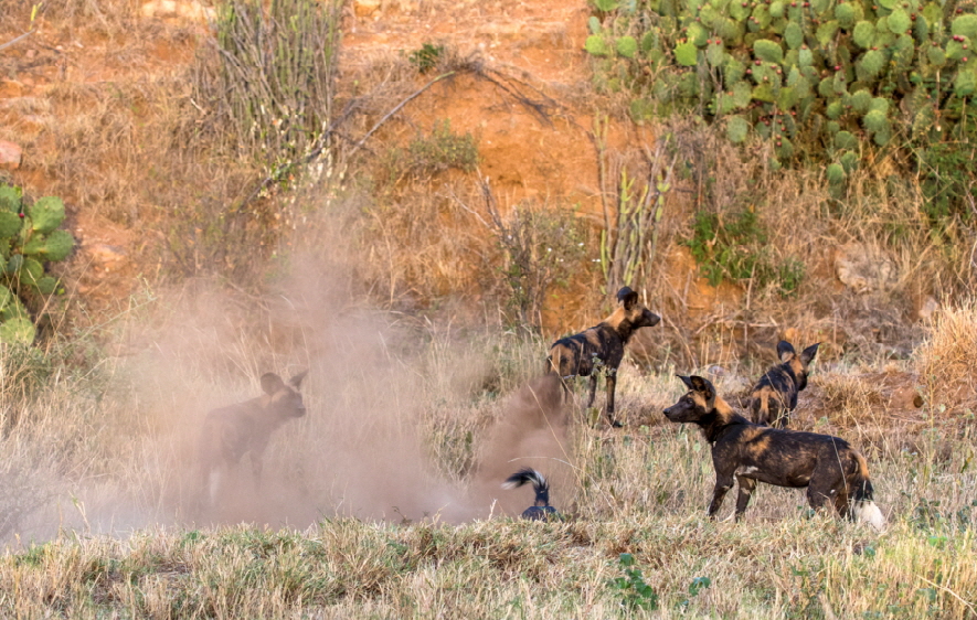 wildhunde-loisaba-kenia_0017