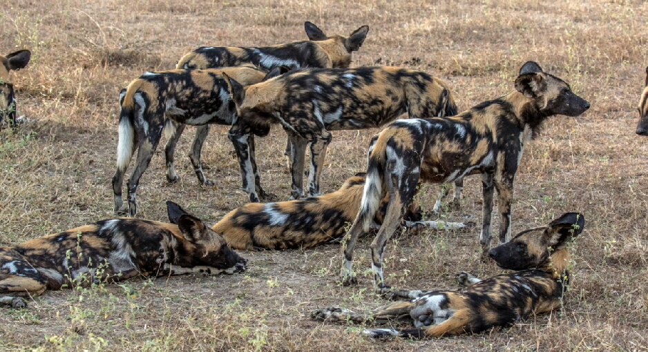 wildhunde-selous-uk_0009