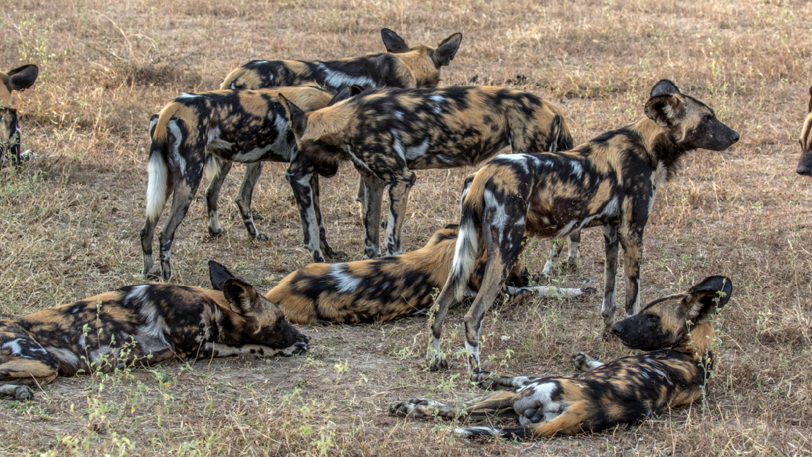 Tansania Wildhunde Lycaon pictus 