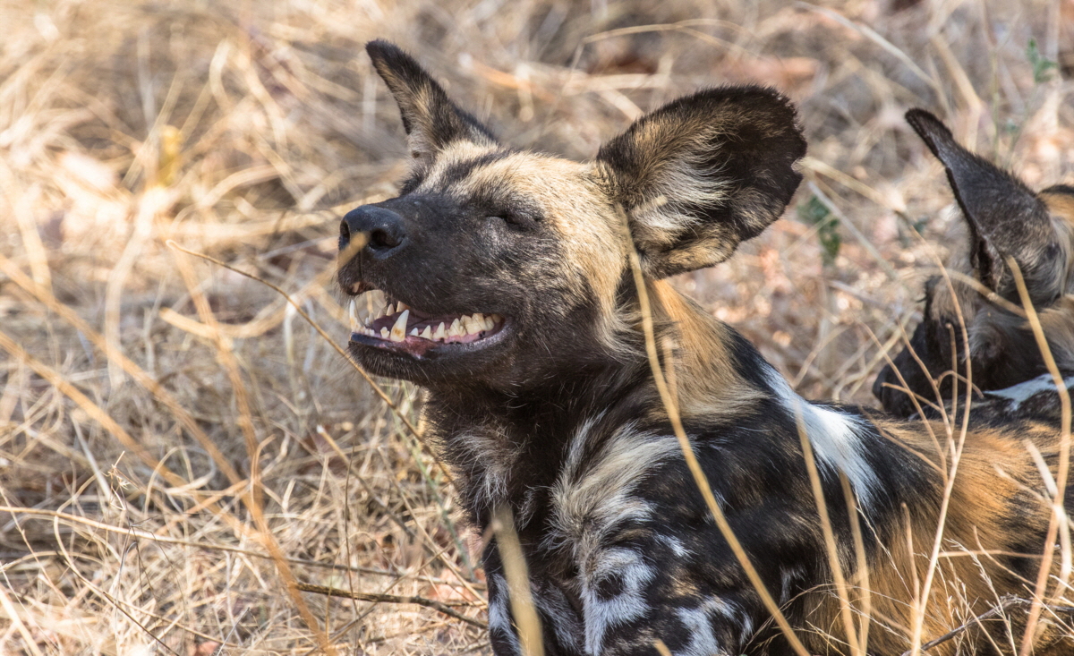 Lycaon Pictus Wildhund