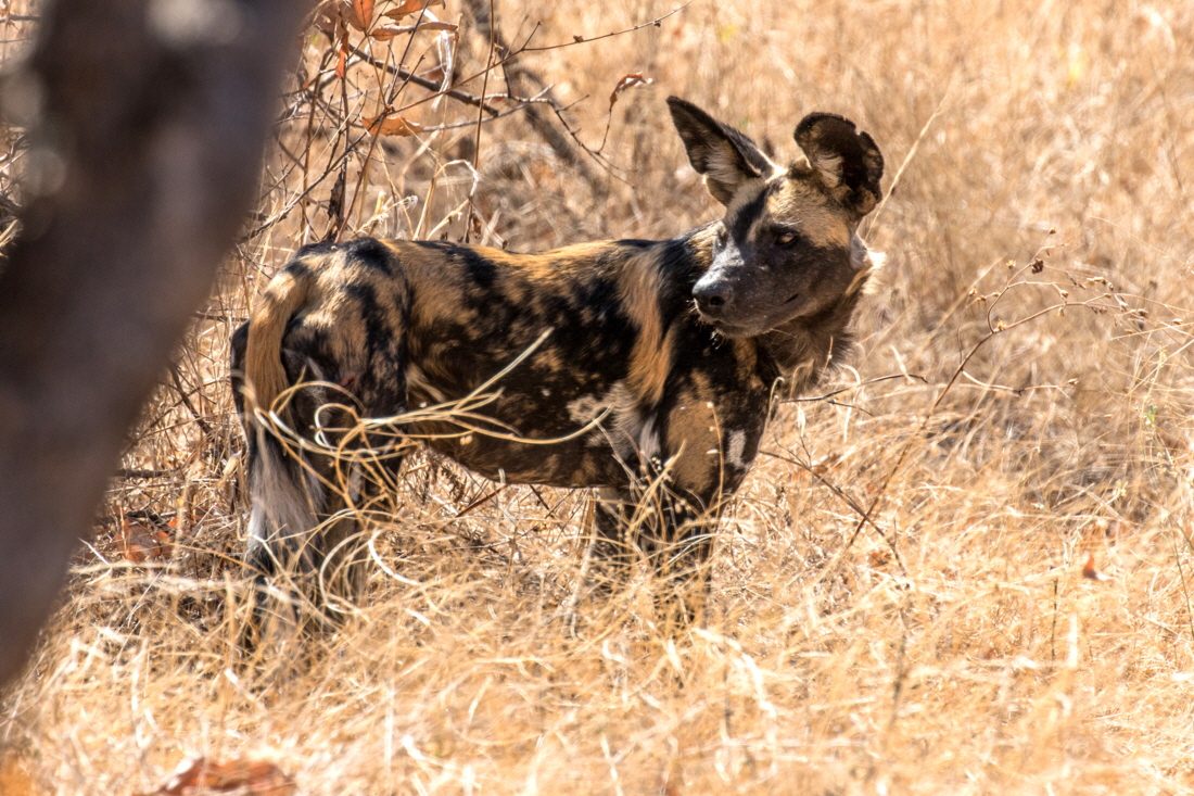 Wildhund Selous 