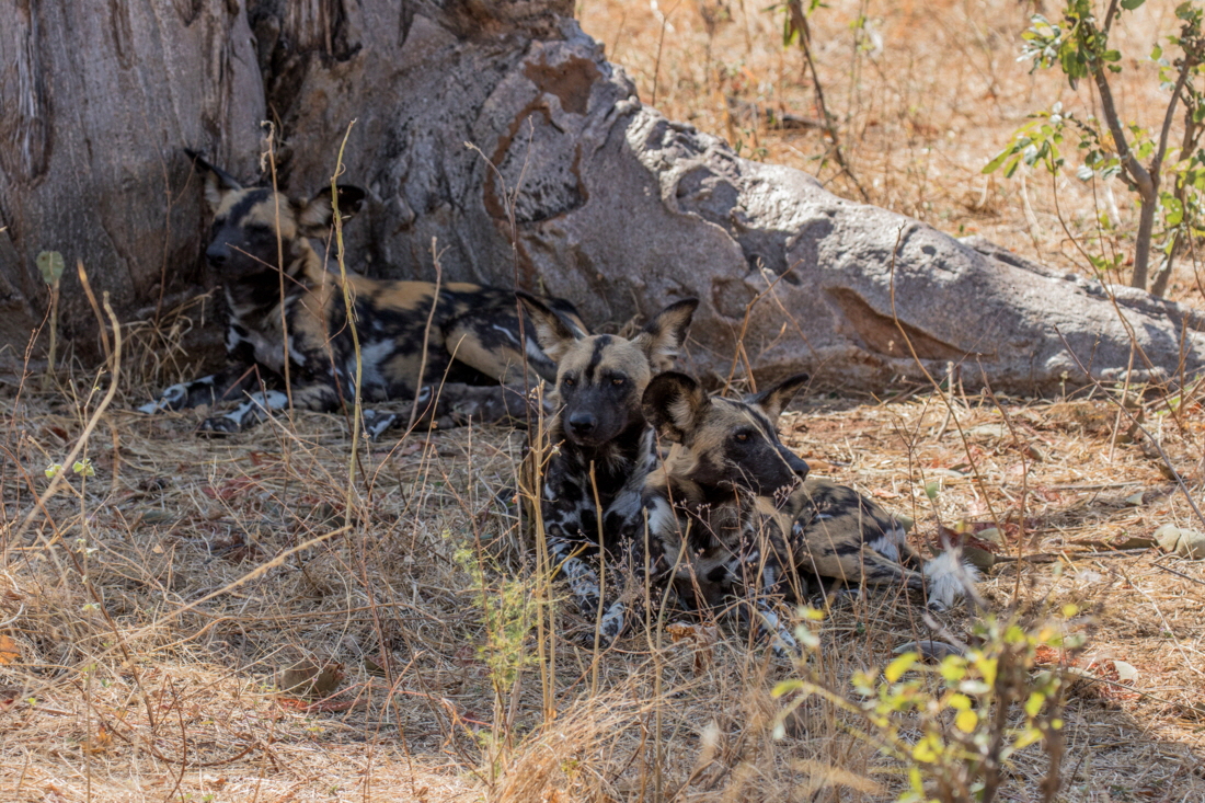 Wildhunde in der Selous 